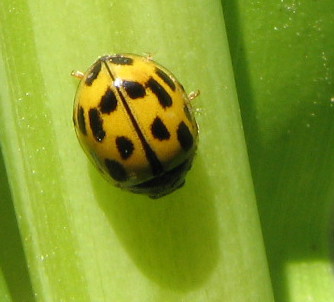 Propylea quatuordecimpunctata